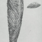 "Drawings from the 1950s," Summer 1984 "Drawings from the 1950s," Summer 1984