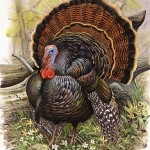 1080_Wild-Turkey-