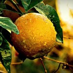 On Eating a Wet Orange.