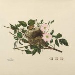 Ca.0420.birds.
