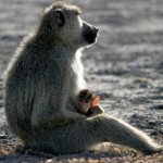 Baboon and child
