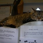 Bookstorecat