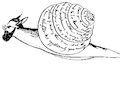 learsnailthumb