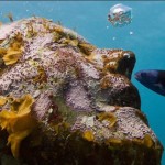 underwaterart