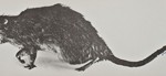 Christy Rupp. Rat Patrol, 1979. Offset print, 5 ½ x 17 ½" (13.97 x 44.45 cm). Courtesy of the artist.