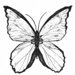 butterflyslc