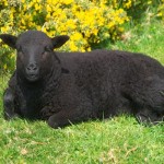 Blacksheep1