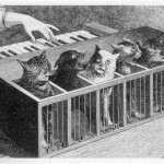 Cat1
