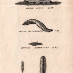 leeches