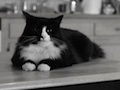 friskies_henrithumb