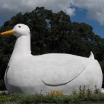 The Flanders Duck