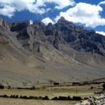 Letter from India: When the Cat’s Away