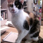 In Praise of Bookstore Cats
