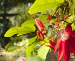 What We’re Loving: Tropical Paradise, Anxiety, Translation