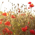 Jennifer Grotz’s “Poppies”