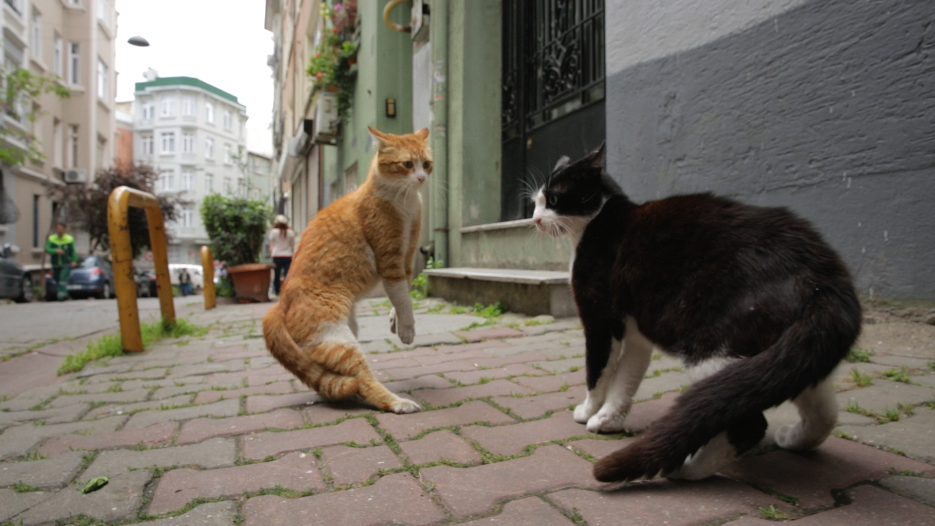 Film Alert 101 The Current Cinema Fiona Mackie finds delight in KEDI