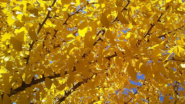 Unconditional Death Is a Good Title