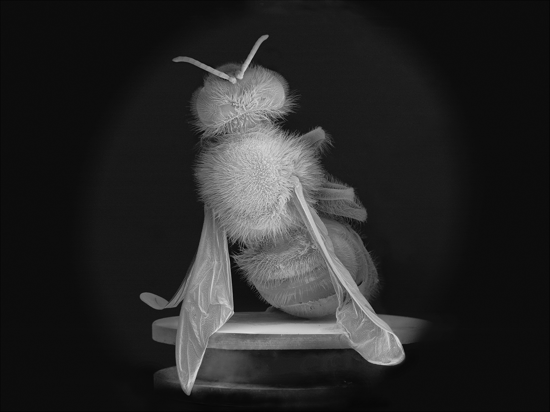 Making of a Poem: Eliot Weinberger on “The Ceaseless Murmuring of Innumerable Bees”