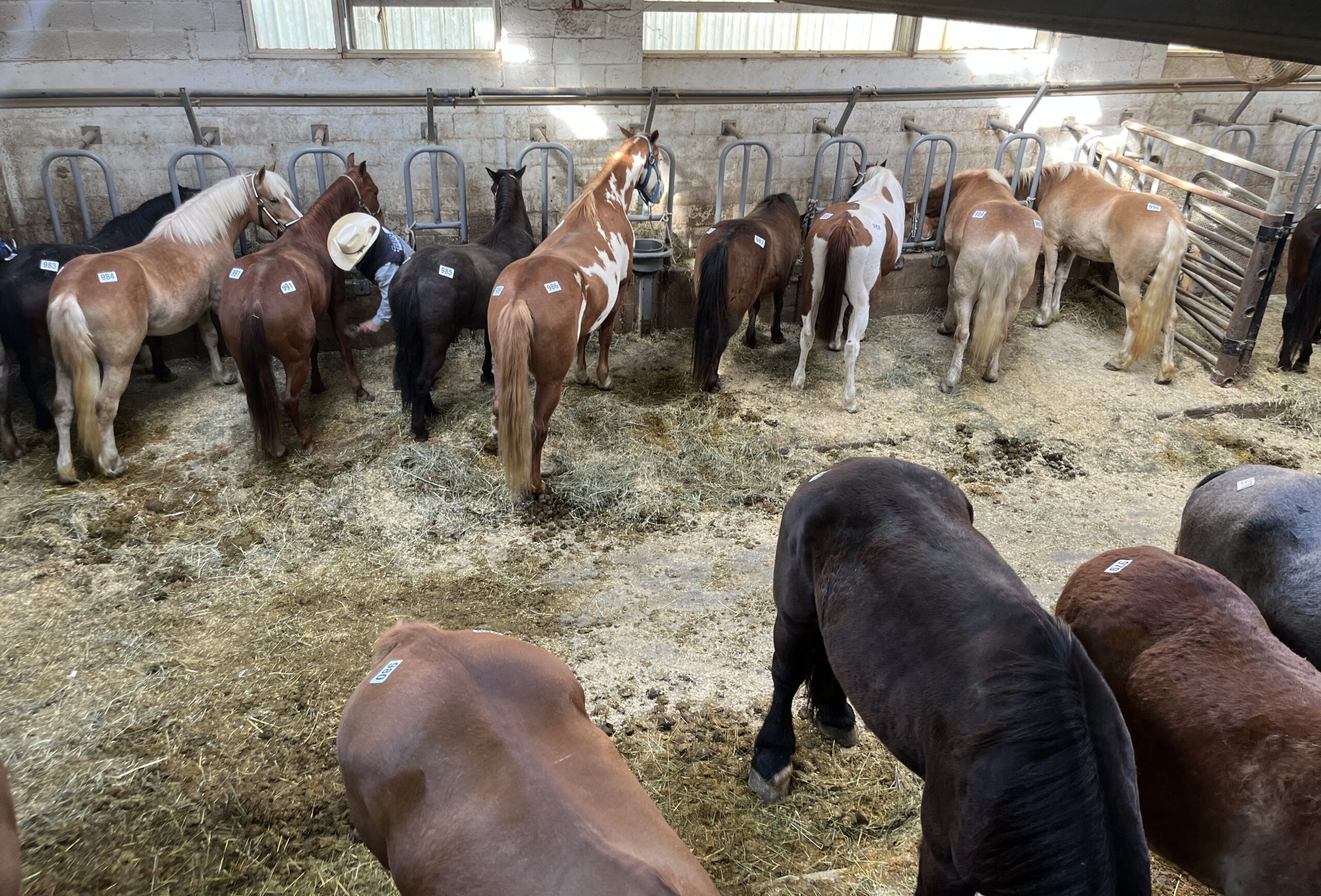 At the Five Hundred Ponies Sale