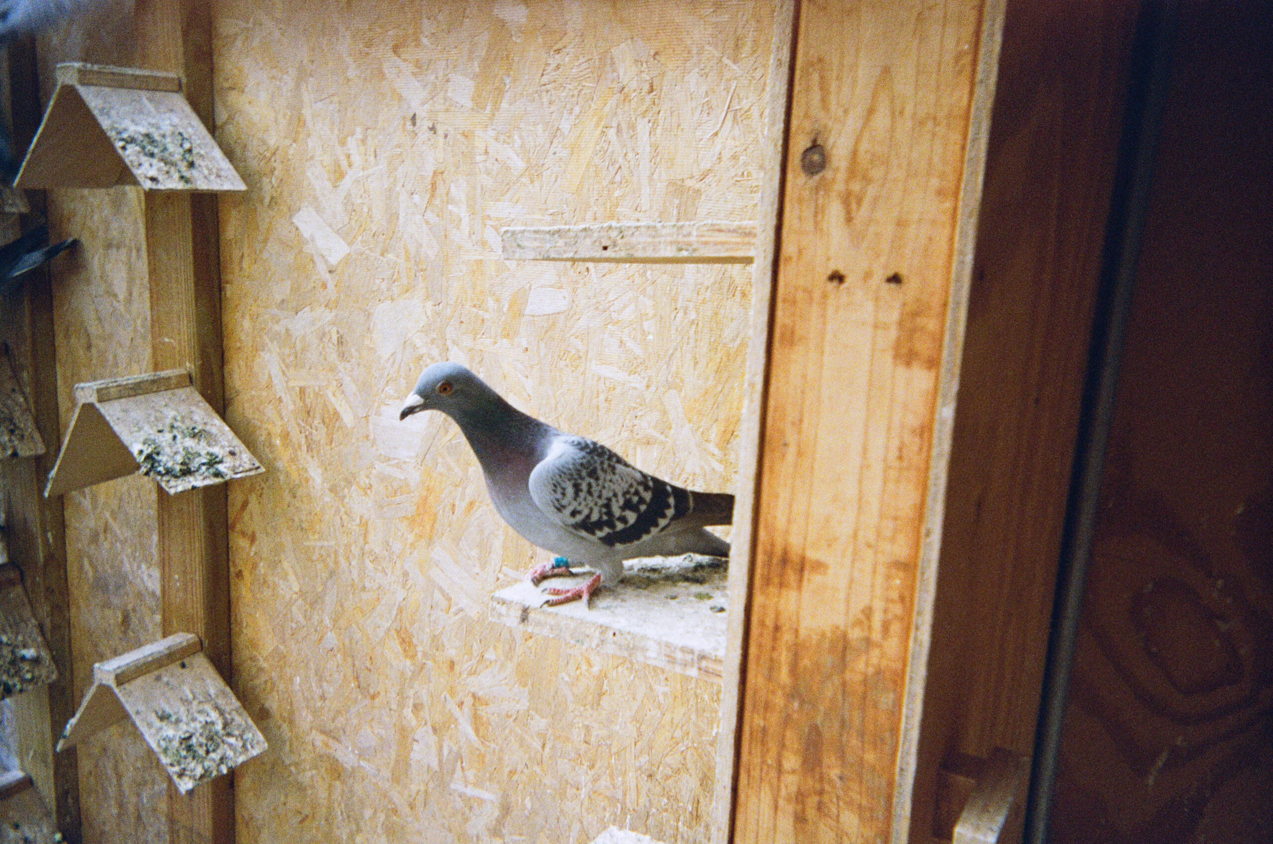 Homeward Bound: On Pigeon Racing