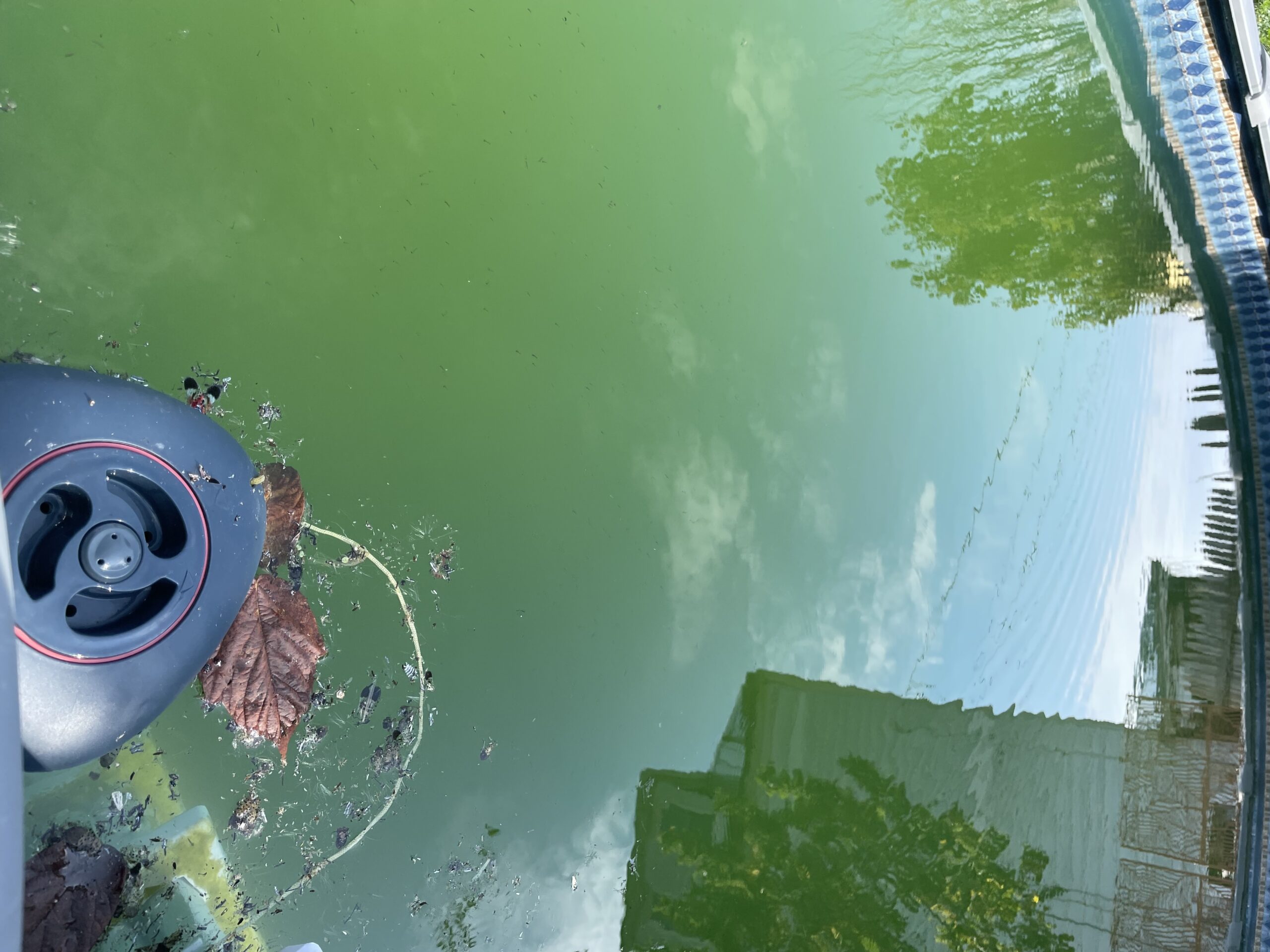 My Illegal Revenge Pool