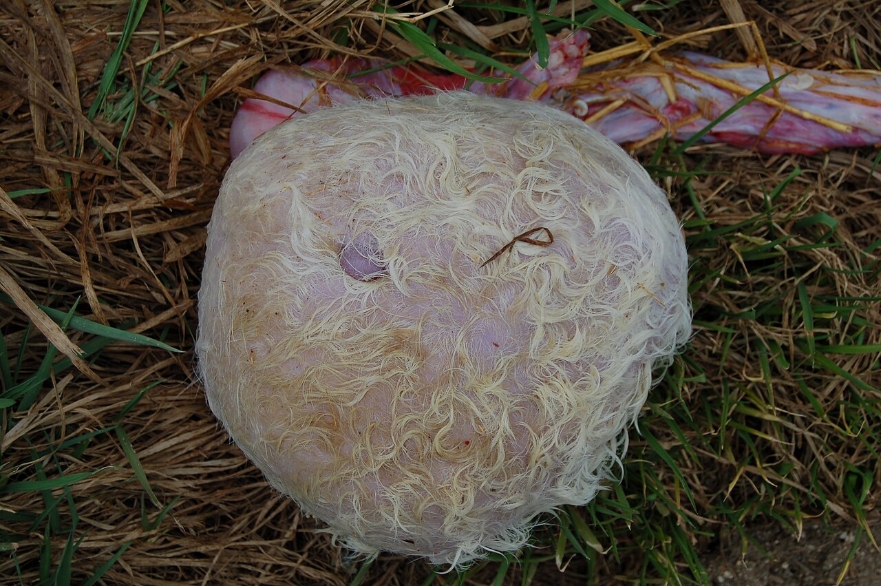 The One Thousand Blobcows Born Each Year