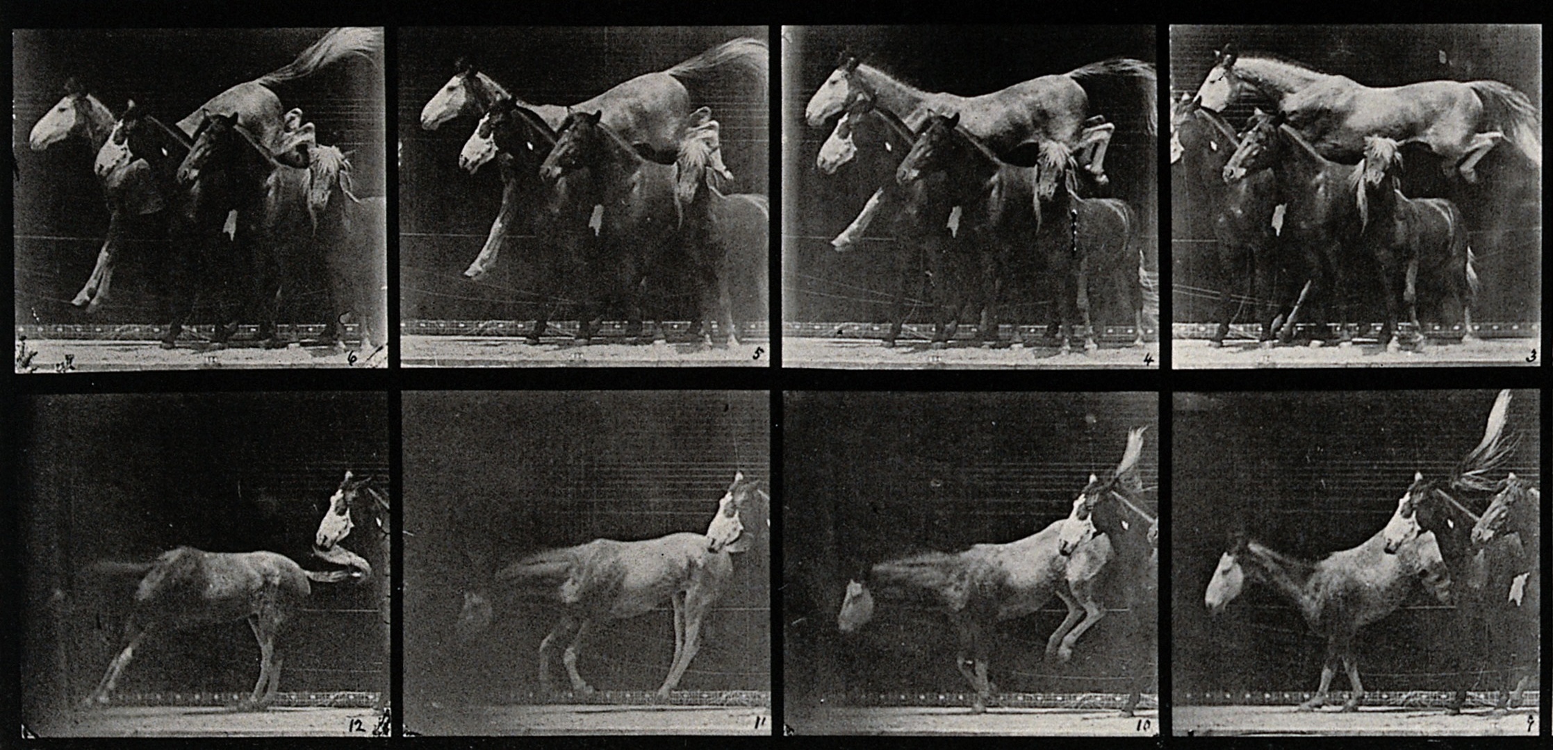 Three Horses
