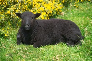 Blacksheep1