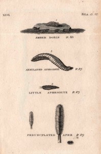 leeches