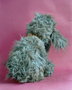 Stuffed Toy Poodle, 2007.