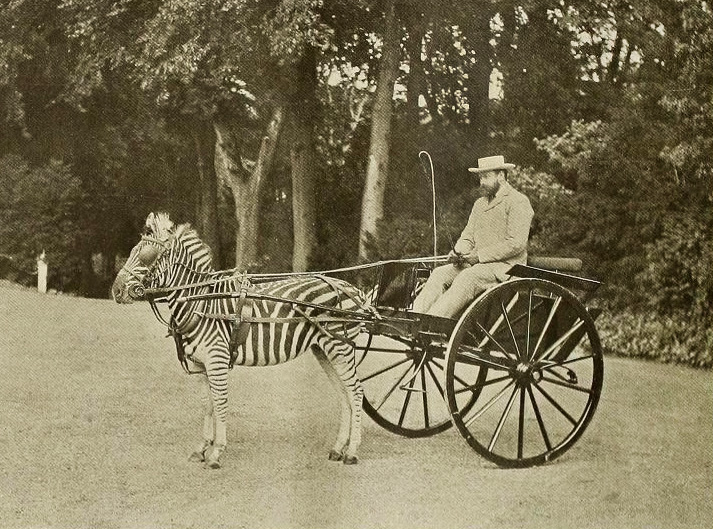 Lord Walter Rothschild, founder of England’s Natural History Museum at Tring, home of the world’s largest bird-egg collection, in his zebra-drawn carriage.