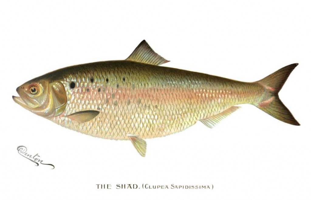 The_Shad_(Clupea_Sapidissima)