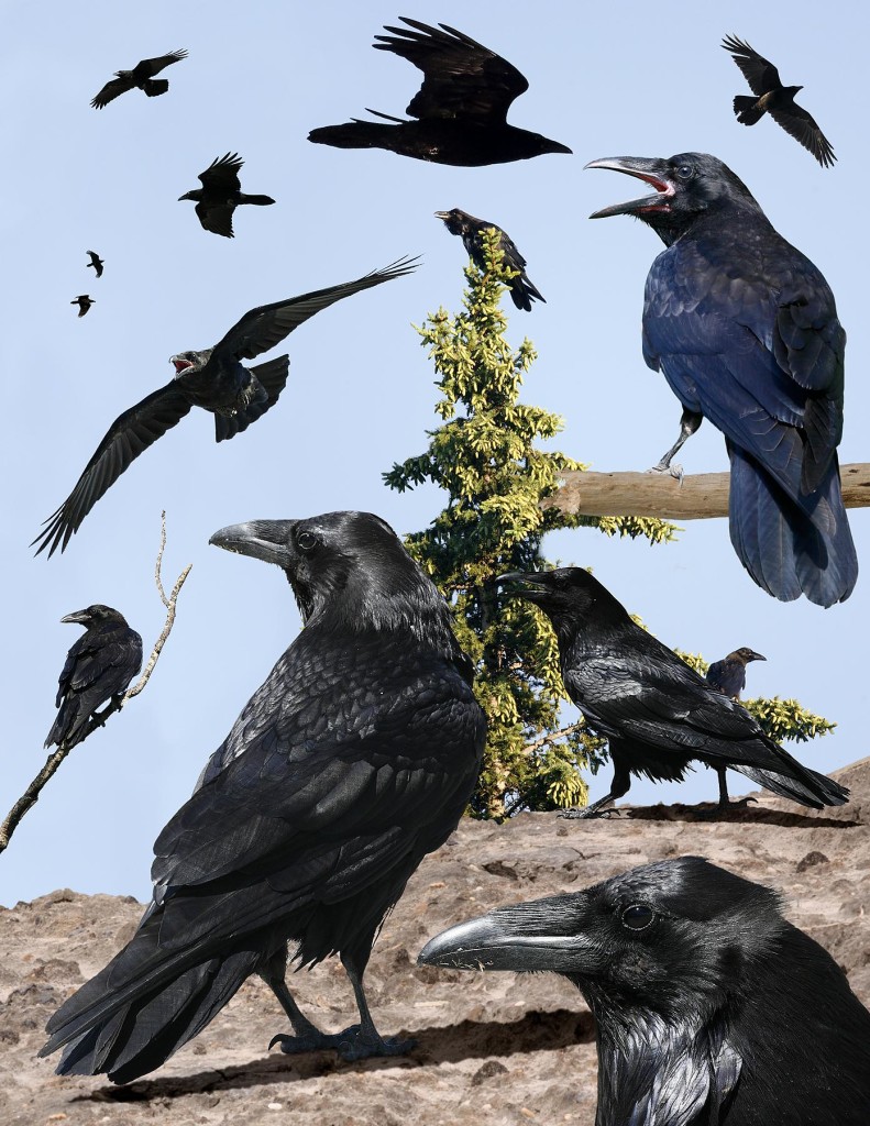 Common_Raven_From_The_Crossley_ID_Guide_Eastern_Birds