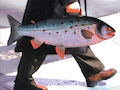 Umberto Eco: “How to Travel with a Salmon” - The Paris Review