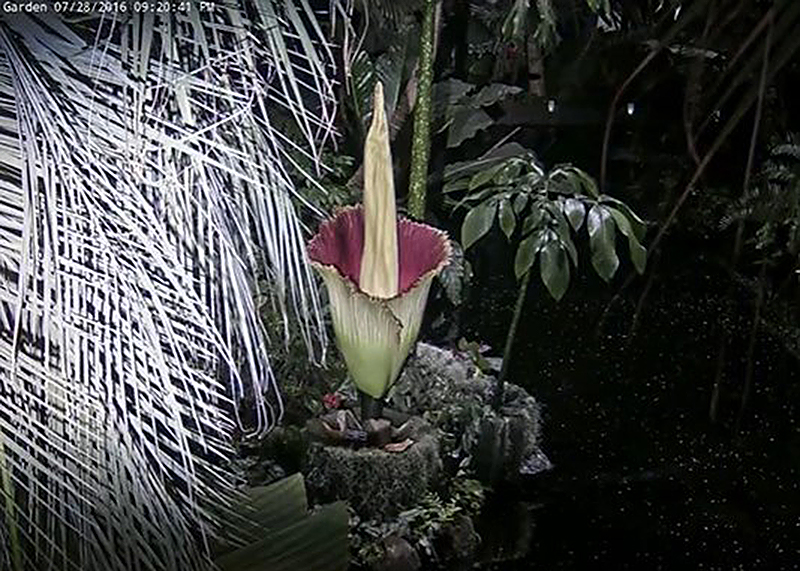 The Corpse Flower’s Indifferent, Cosmic Energy