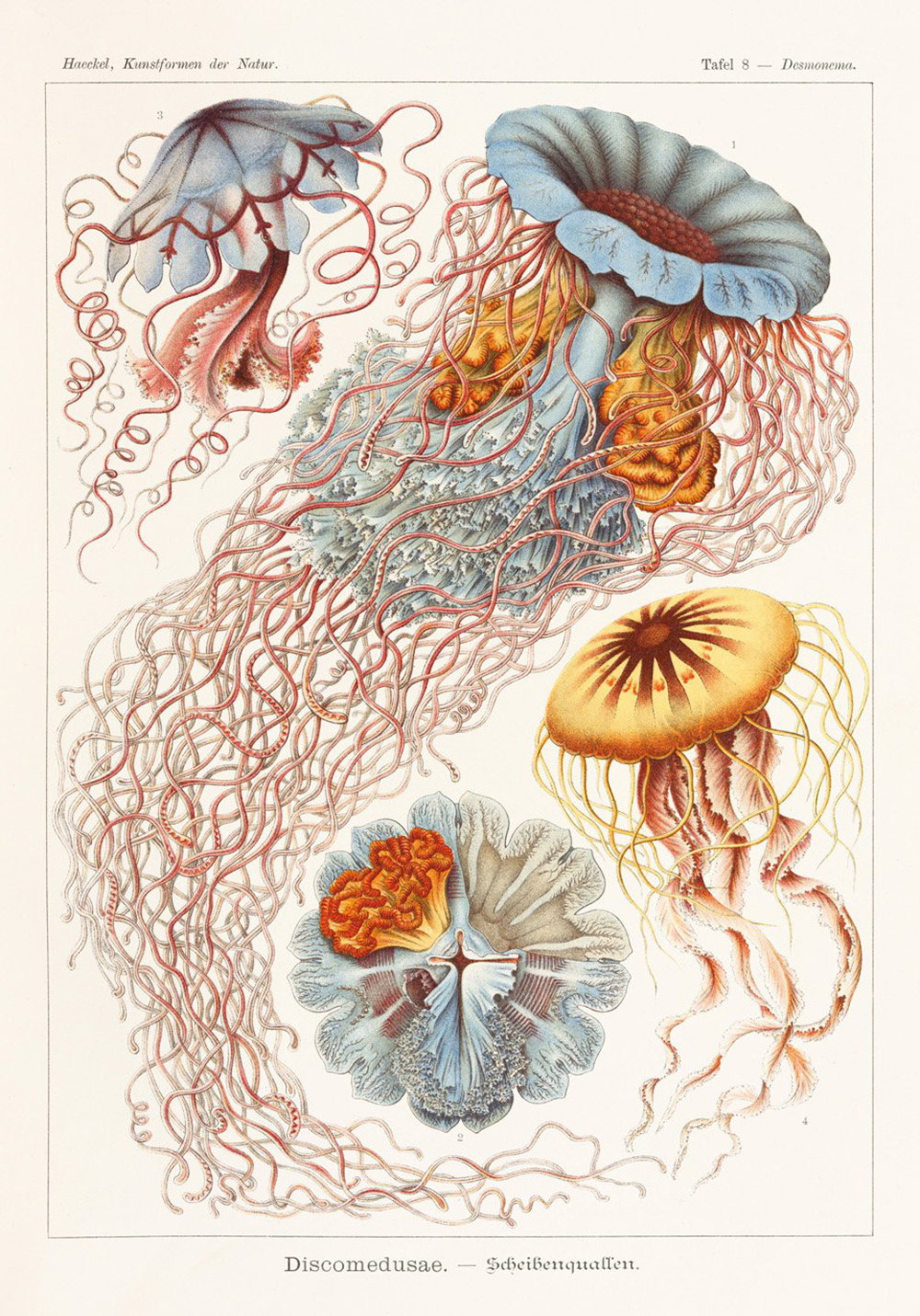 Wee Blue Coo Poster Uccello Colibrì: Stampa D'Arte Naturale Ispirata A Ernst Haeckel, 30x41 Cm, Manifesto Vintage Per Arredamento