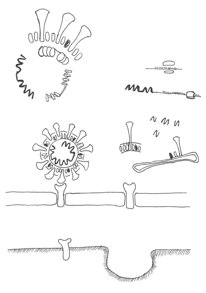 Will whoever controls gene editing control historical memory?