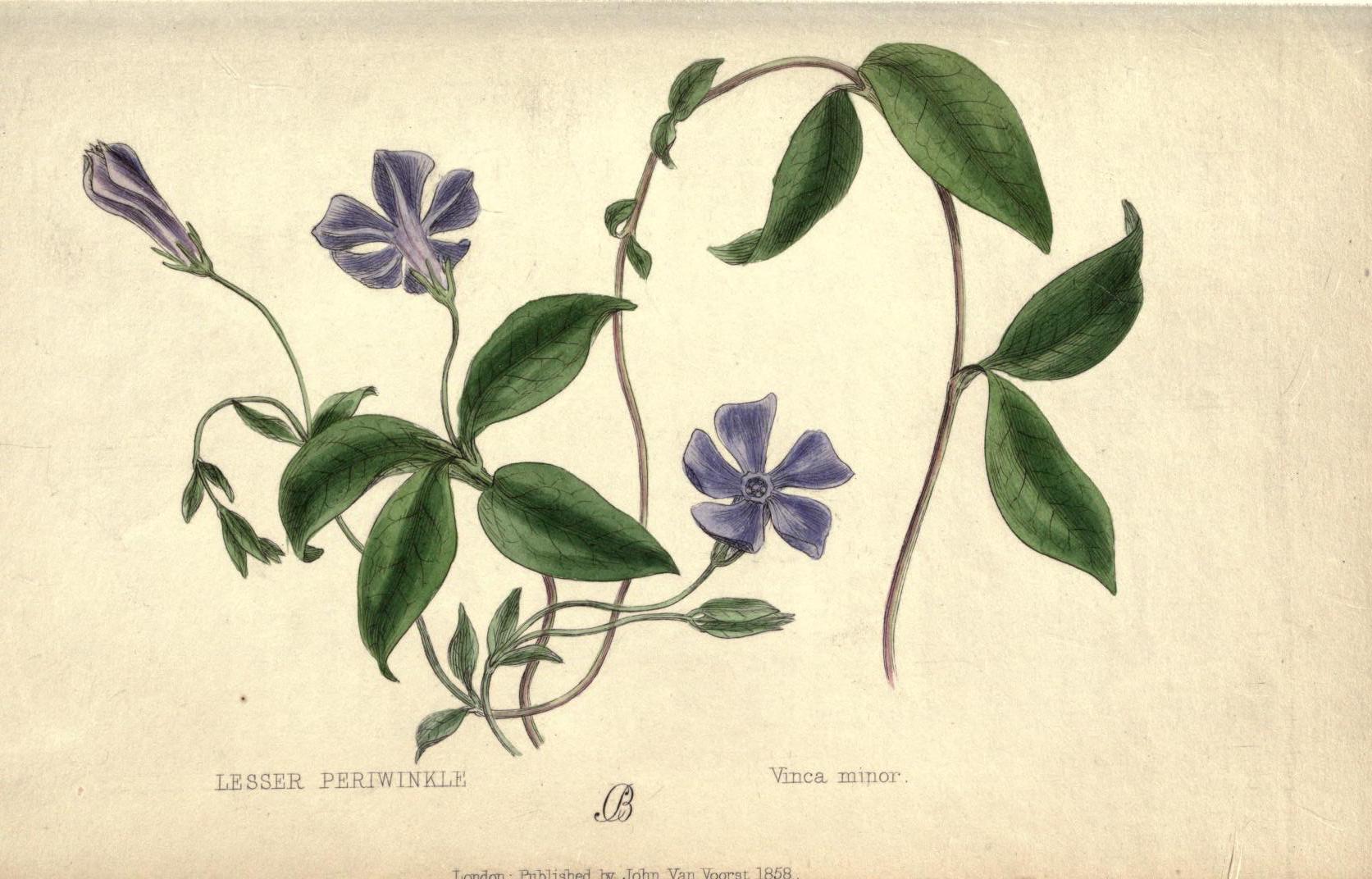 the paris review - periwinkle, the color of poison, modernism, and