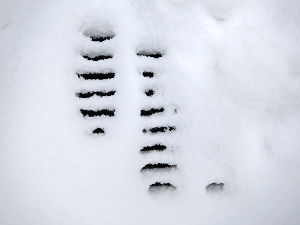 Writer on the Storm