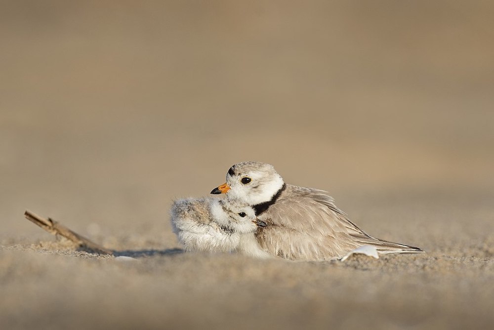 Motherhood at the End of the World by Julietta Singh
