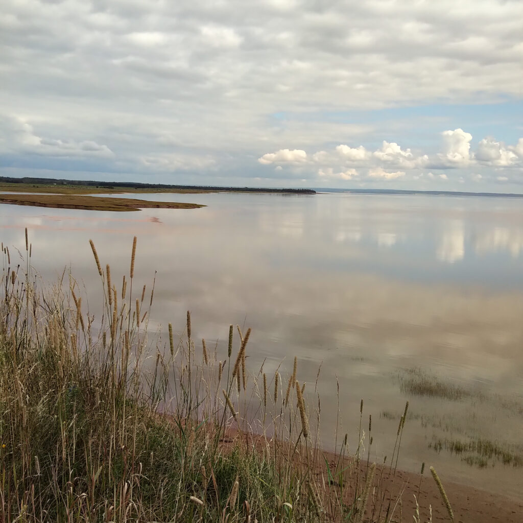 Study Suggests Oceans Are Storing More Carbon Than Estimated