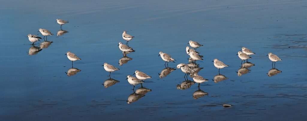 calidris alba at ocean beach san francisco california 20101116