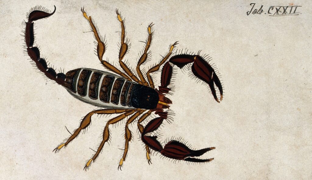 Arachnids by Daniel Poppick