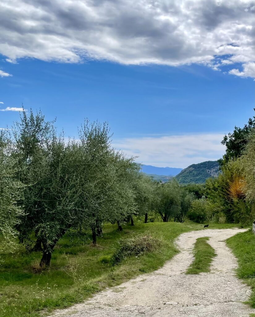 my walk to the farm