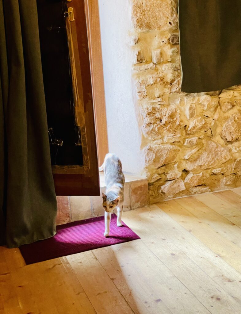 stray cat coming into my room once it wasnt dark anymore