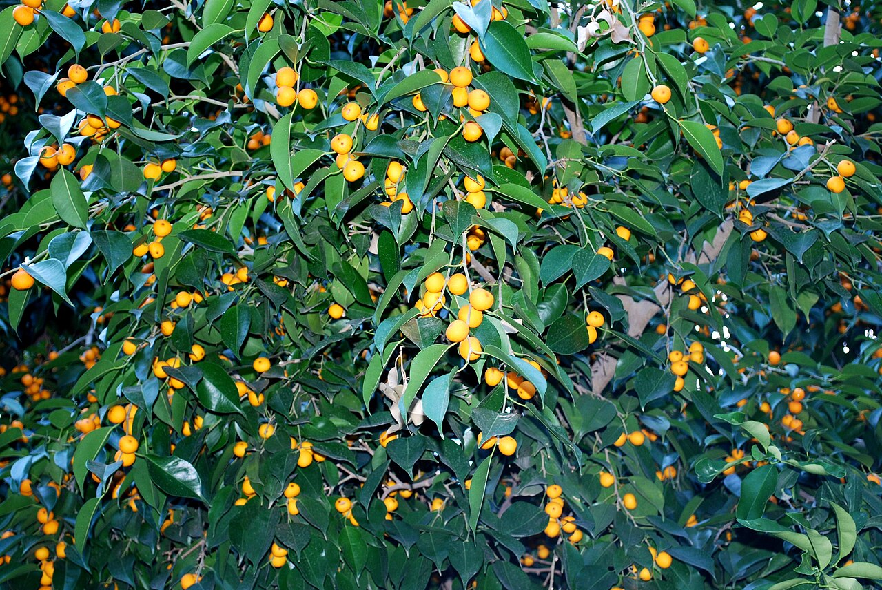 Hildegard, Tarkovsky, Citrus Trees