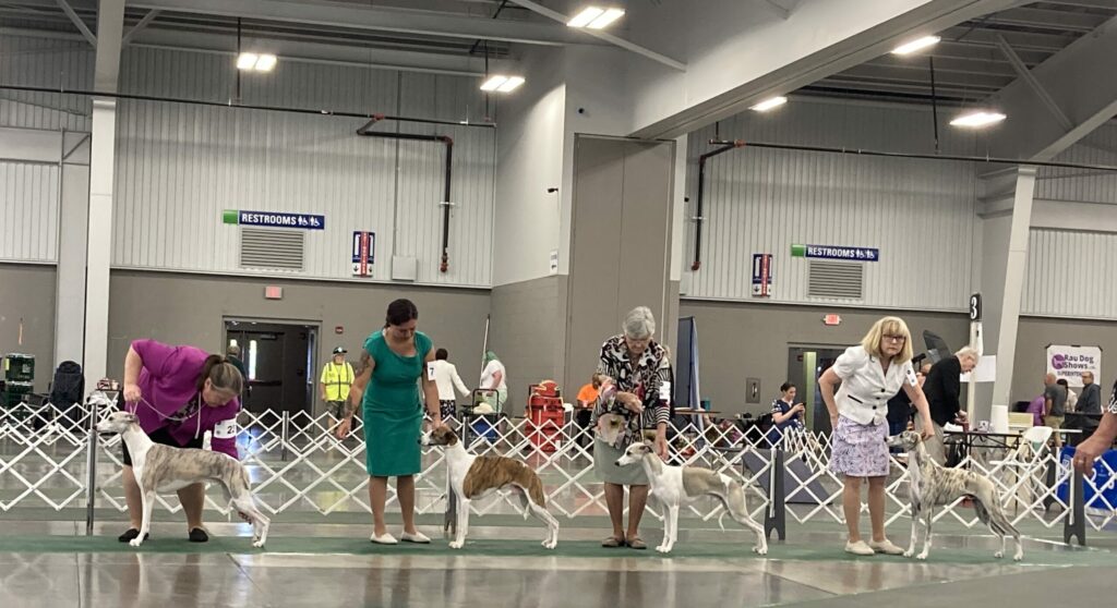 Chasing the Ideal Dog