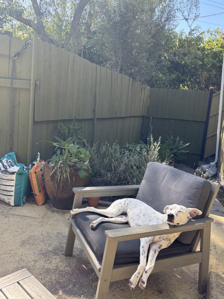 Poet Natalie Shapero's dog and workspace
