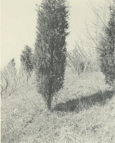 Landscapes