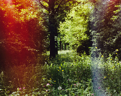 Verdant Valley